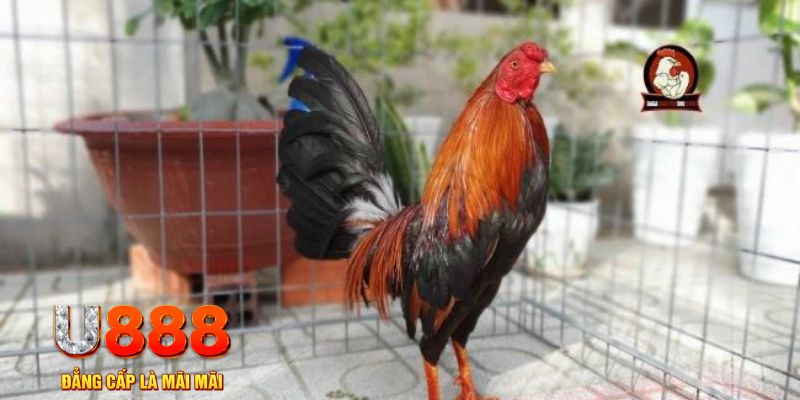 play go88 game máy bay nổ hũ