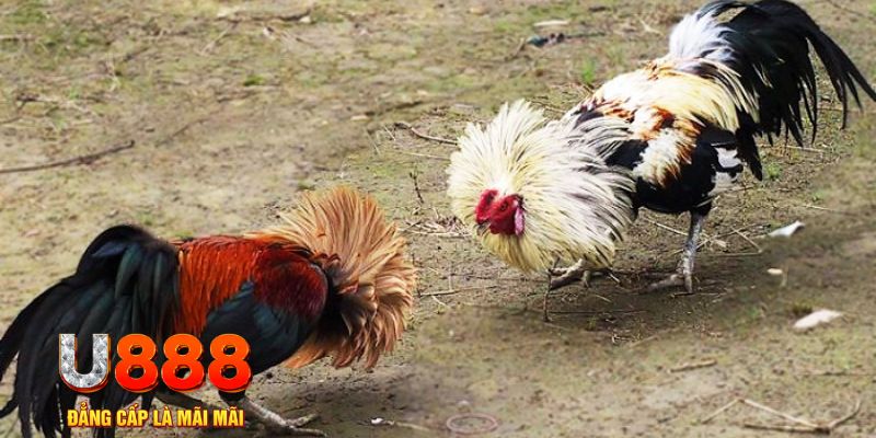 play go88 game nổ hũ là gì